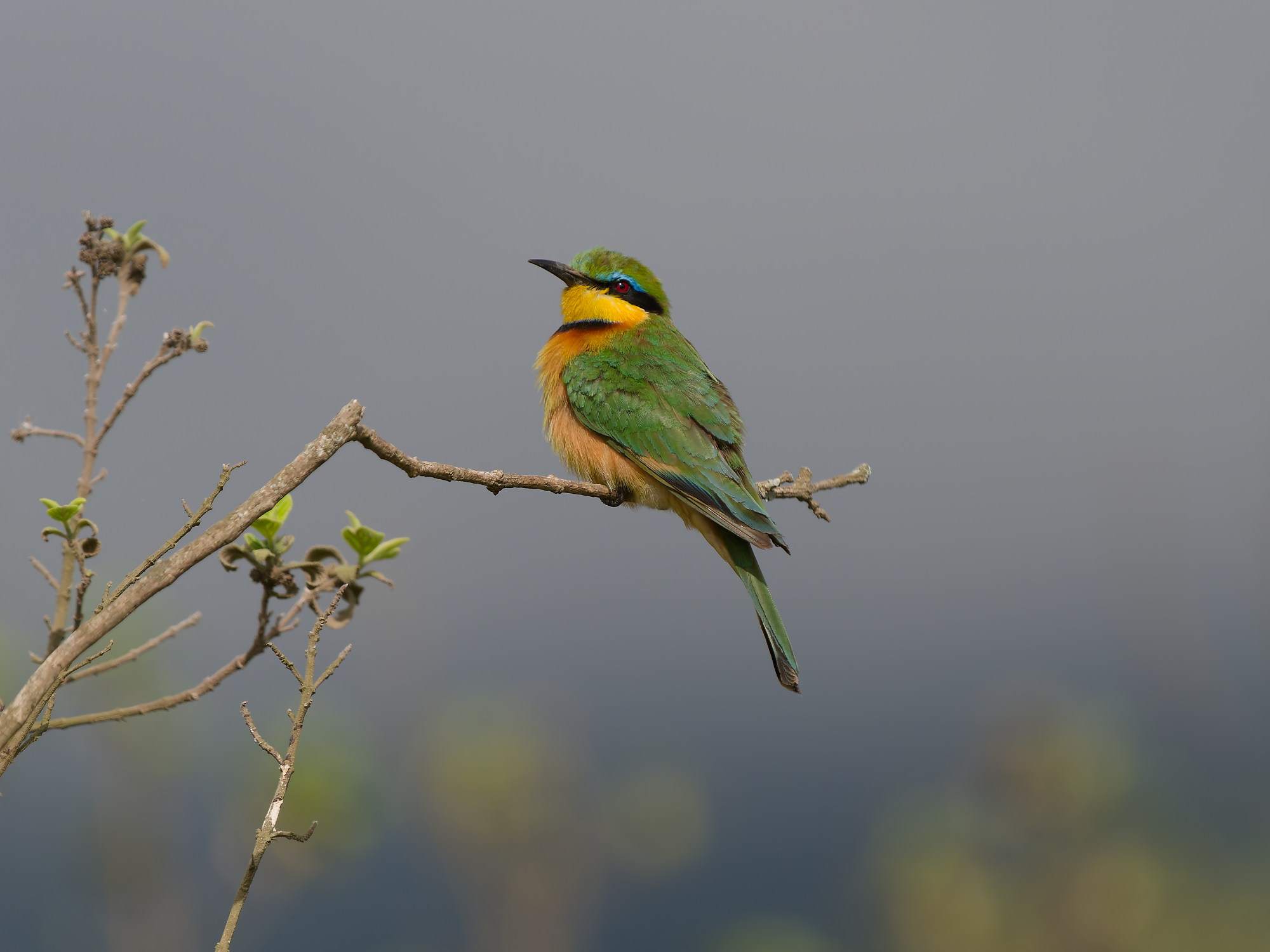 Little bee-eater (Merops pusillus)